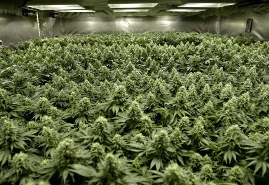 Aurora Cannabis Reports Huge Sales Growth in its Latest Quarterly Report