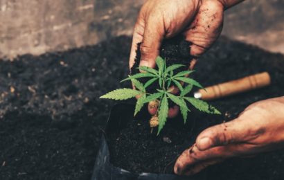 The 3 Best Pot Stocks To Buy For Global Legalization